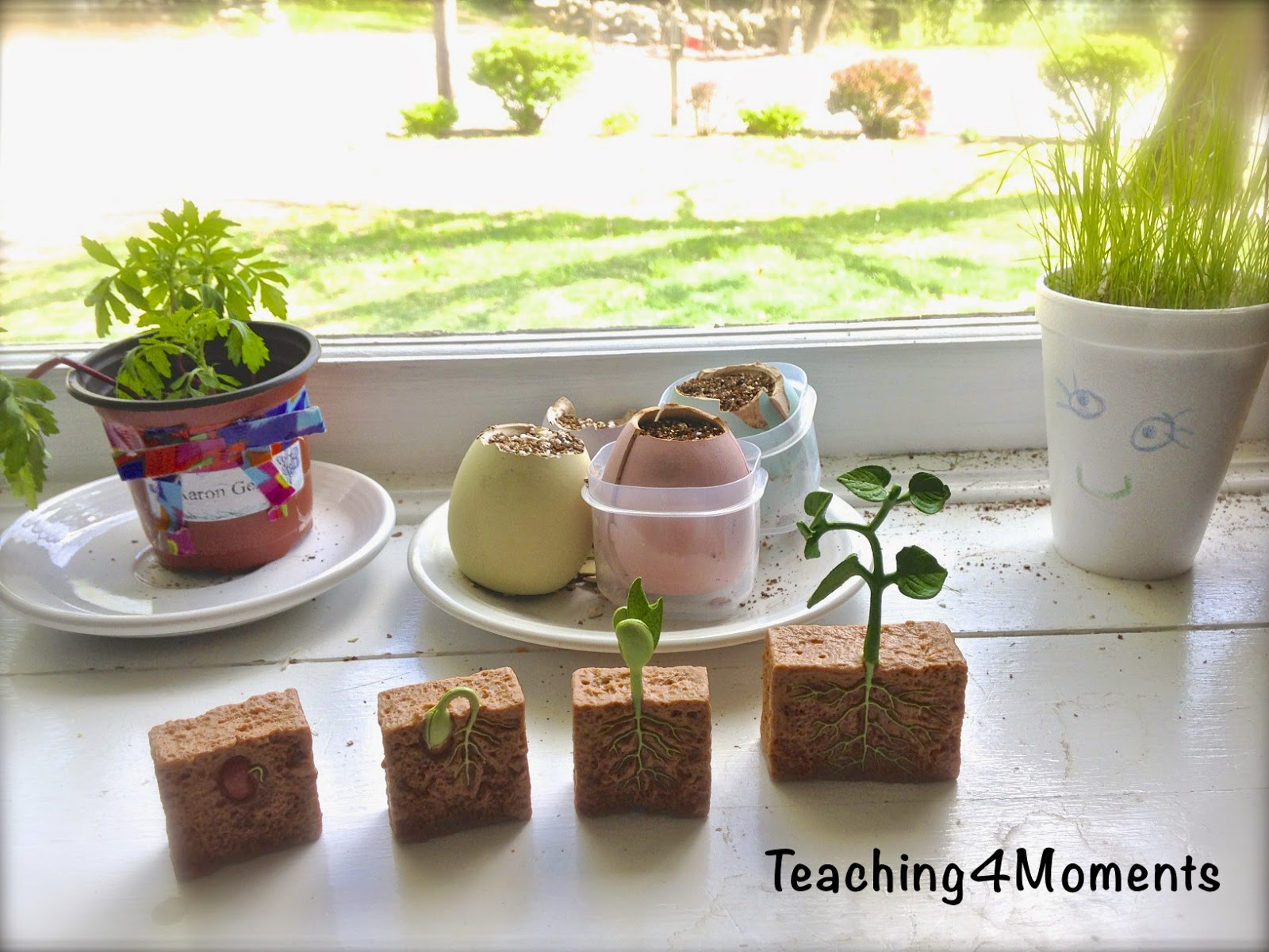 Teaching 4 Moments-Growing/experimenting with plants Growing plants