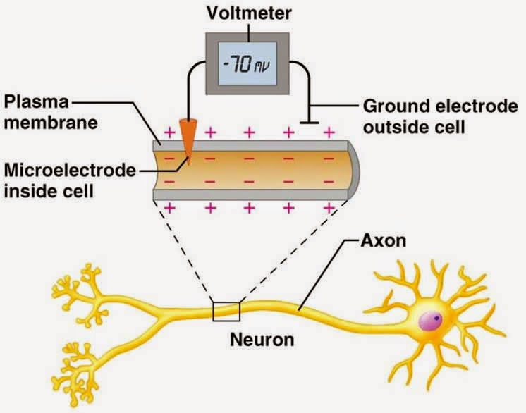 Ciencias de Joseleg Potenciales electricos neuronales