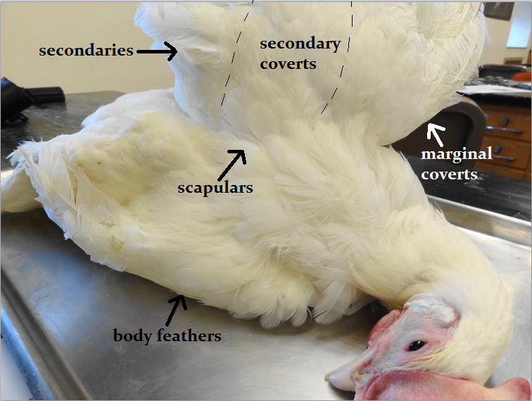 Animal Science Chicken Dissection External Anatomy