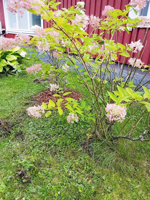 syyskuu hortensia syyshortensia pensas kuorikate