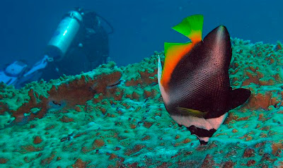 Similan Island,Thailand