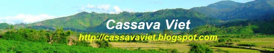 Cassava in Vietnam