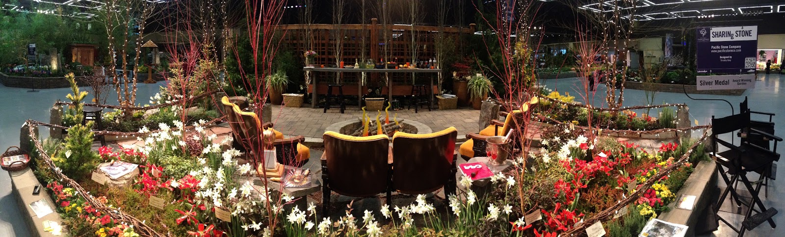 Growth Habits And Progress Of Six Pittosporum Tenuifolium Selections