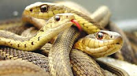 COSA SIGNIFICA SOGNARE DI MANGIARE SERPENTI