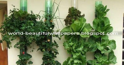 Hritik Roshan Hd Wallpaper Amazing Soda Bottle Garden Wall