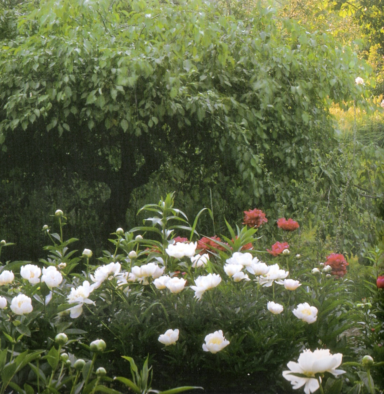 Linenandlavender Net Flowers In Profusion Tasha Tudor S Garden