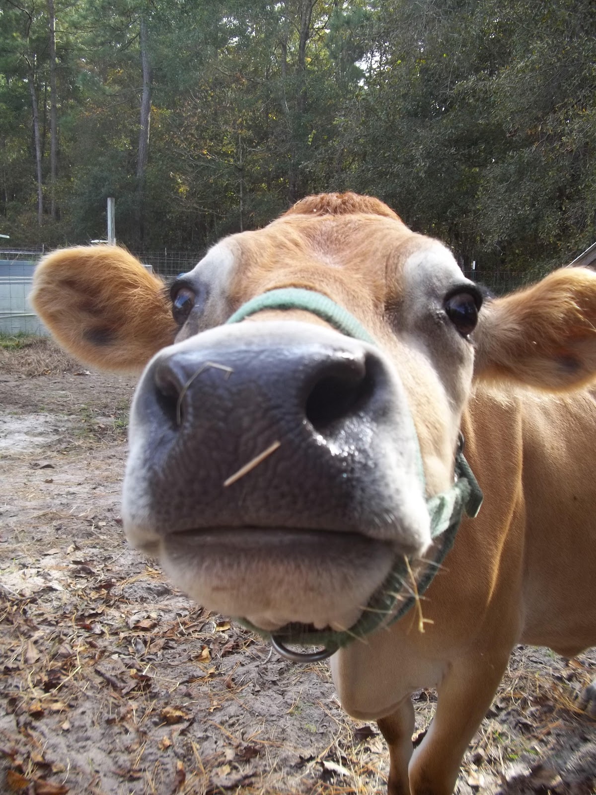 A Heart for Home Homestead Chore 1 Reality (Keeping A Dairy Cow)
