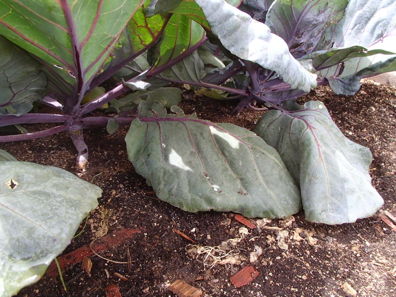 Xtremehorticulture of the Desert Remove Bottom Leaves in Cabbage to