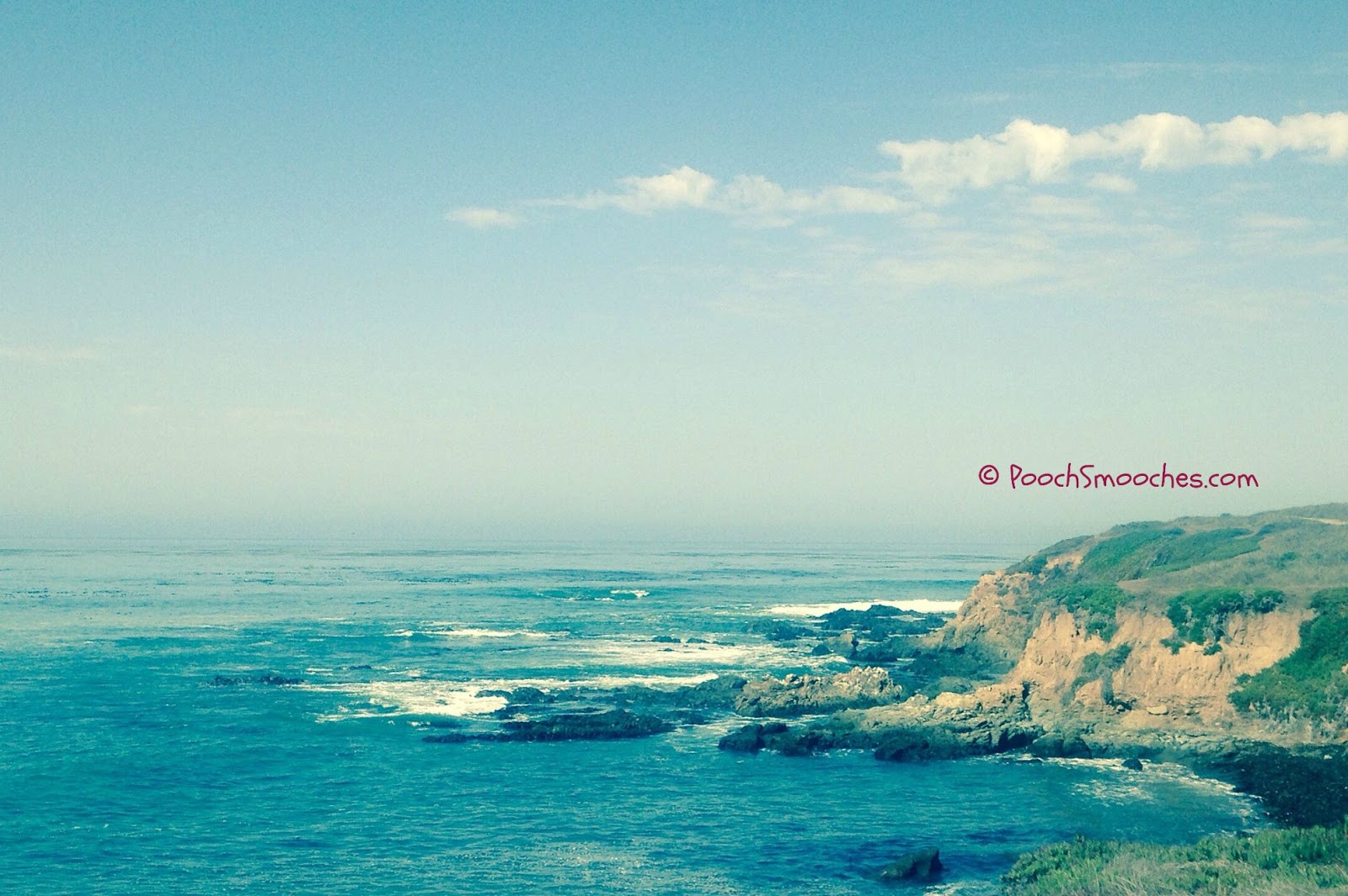 Pooch Smooches Vacationing with the Dog in Cambria