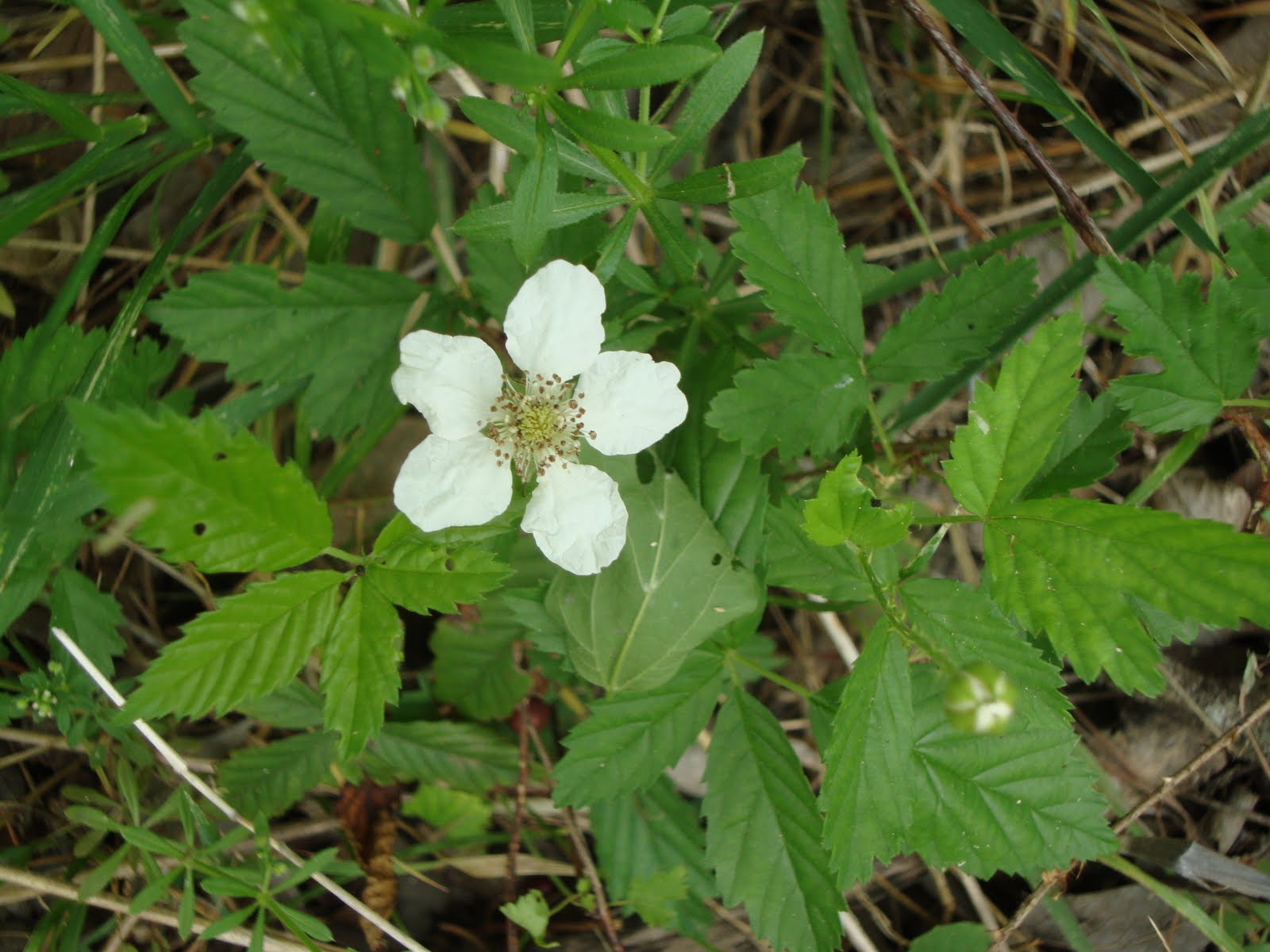 Southern dewberry meddic