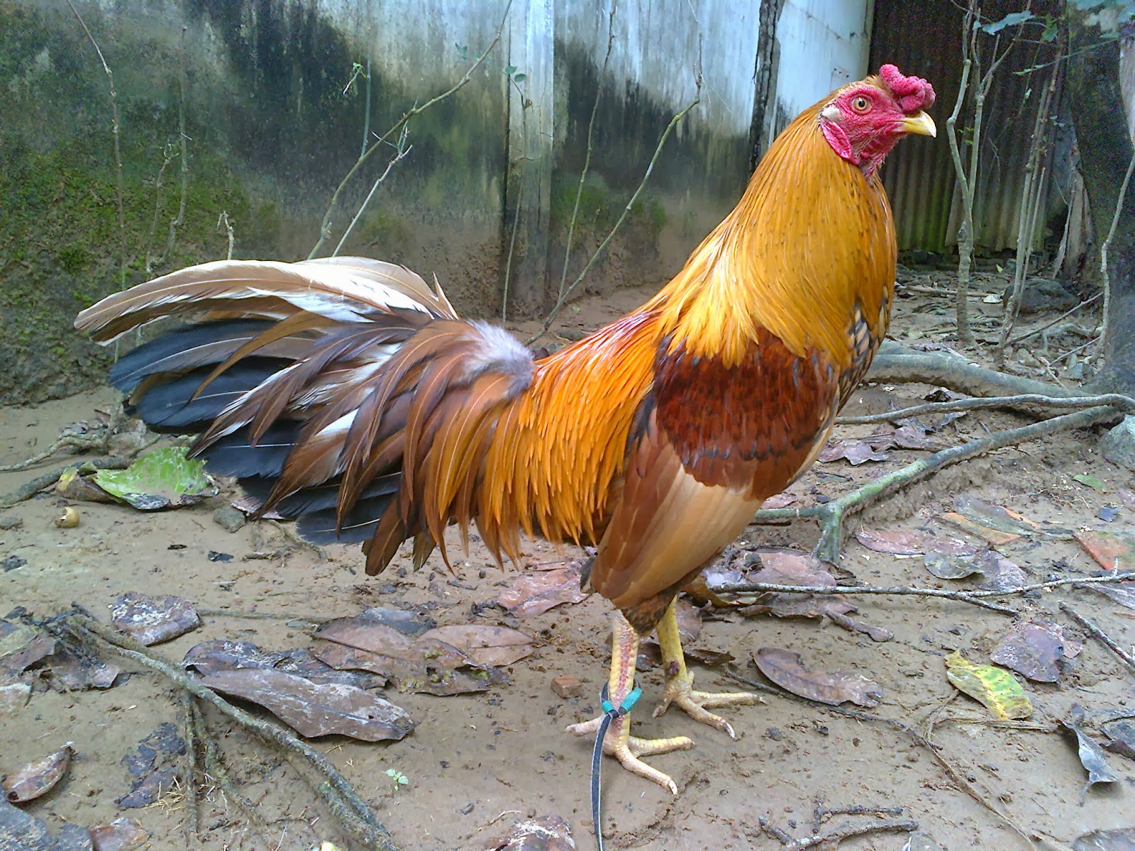 Khét lai Ga Vinh Long, gà đá, gà nòi, gà lai