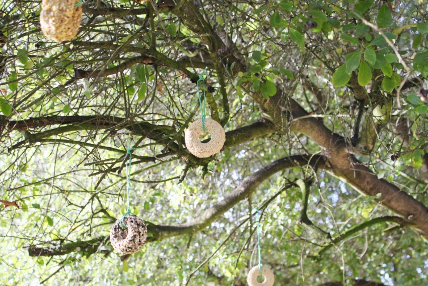 corner blog donut pan idea no. 59 bird seed rings