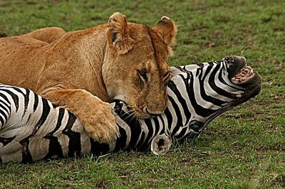 Kill Lion