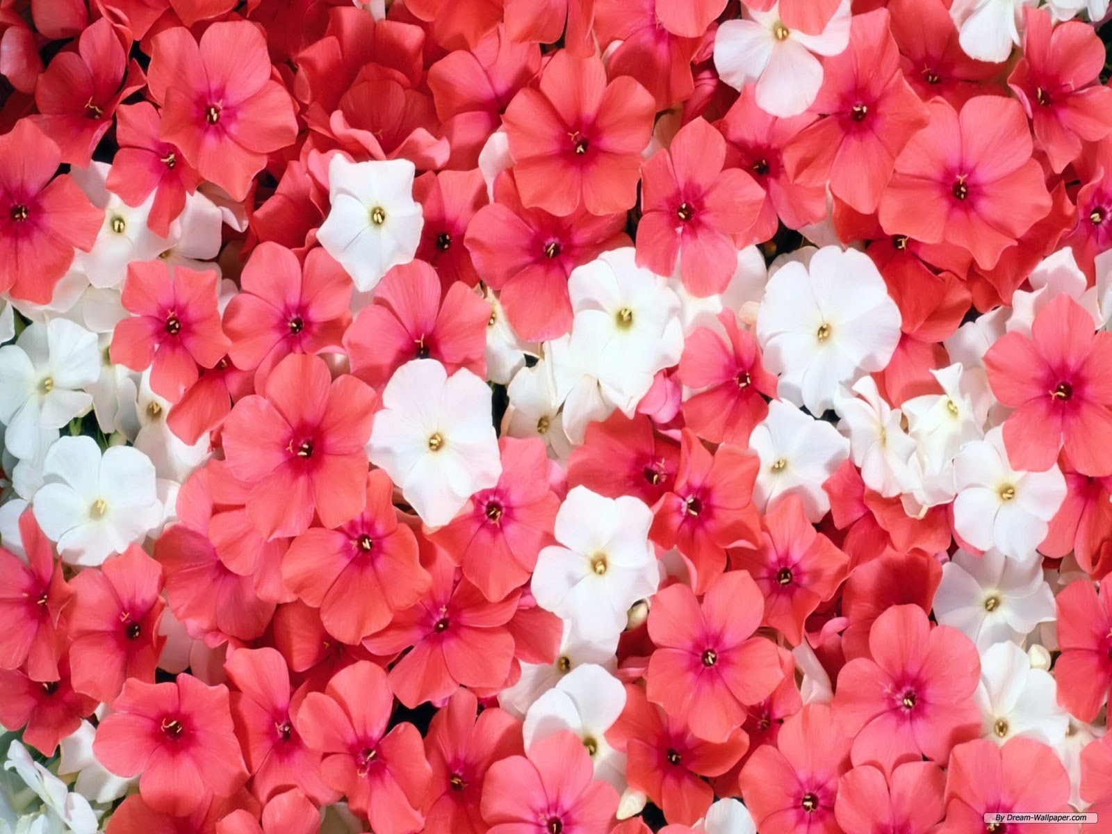 Beautiful Flowers Wallpapers - Urdu Bazam