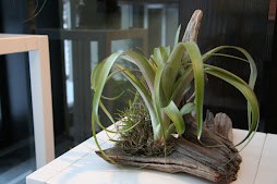 Tillandsia (plante épiphite)