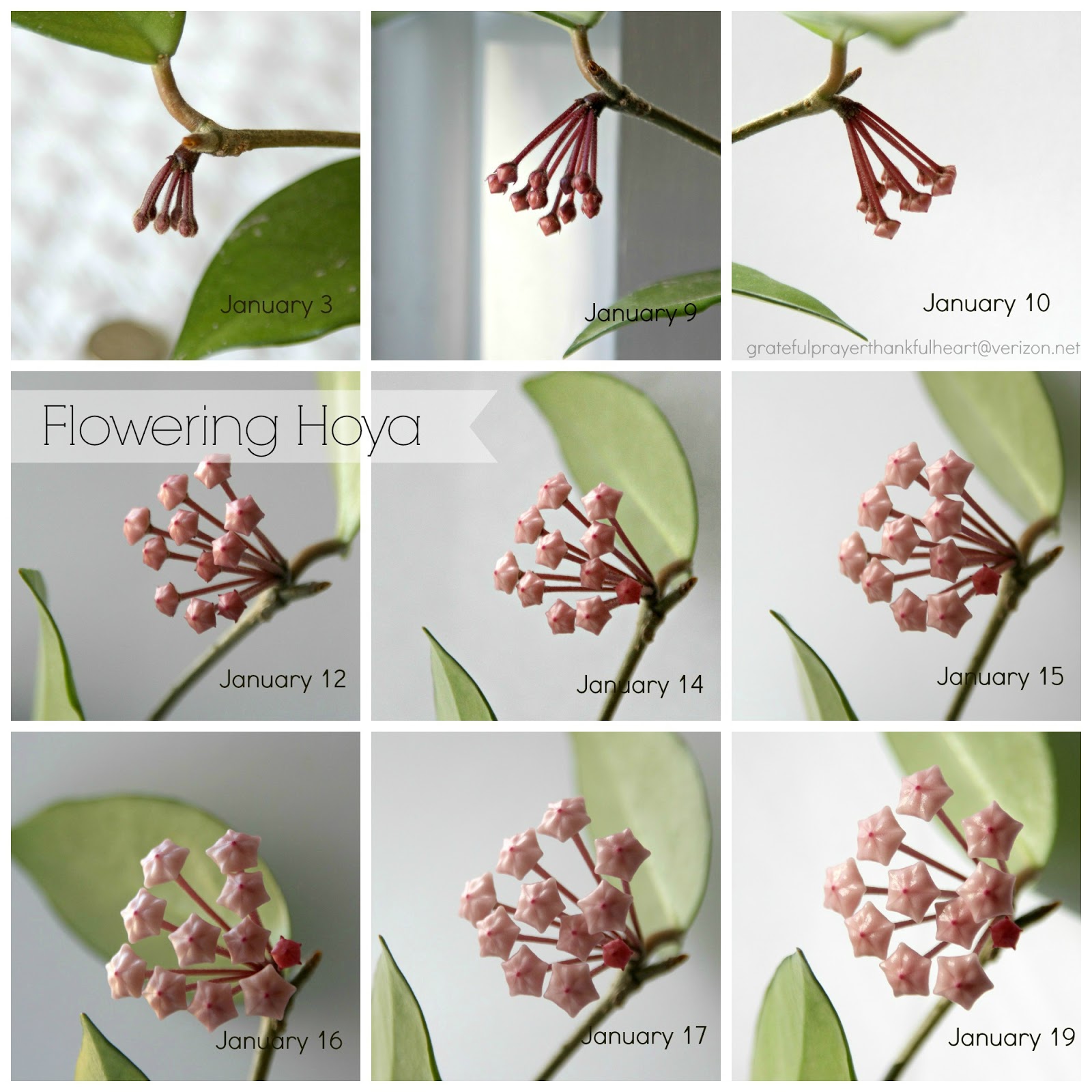 With a Grateful Prayer and a Thankful Heart Blooming Hoya