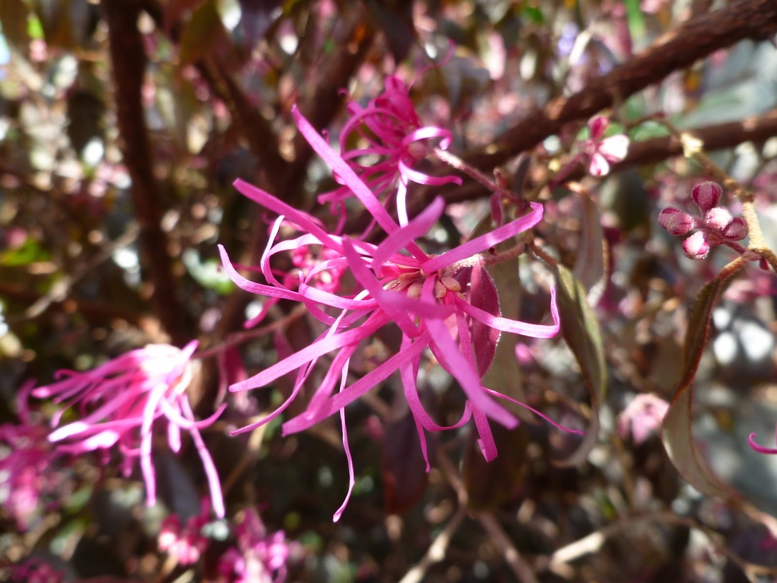 43 Best Fringe Flower Shrub Images In 2020 Garden Shrubs Plants