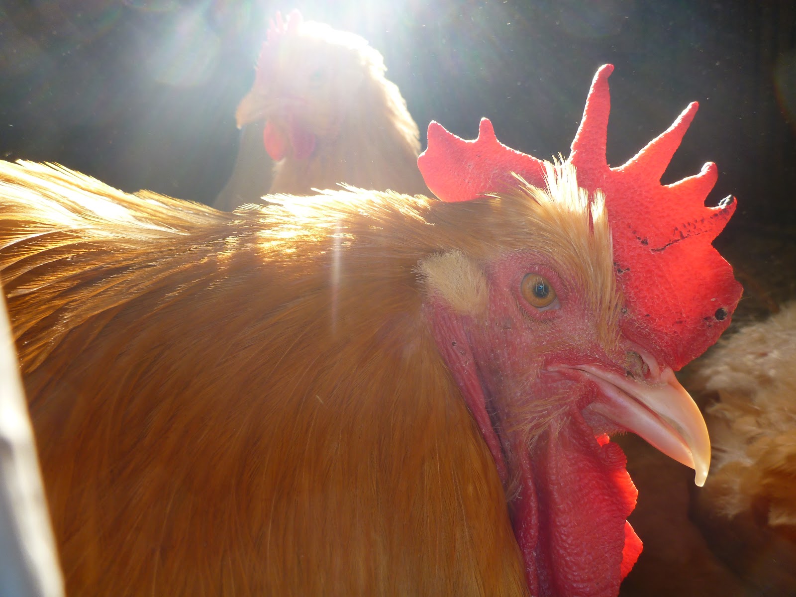 Nature in Ontario’s Banana Belt: Dramatic Chicken Portraits