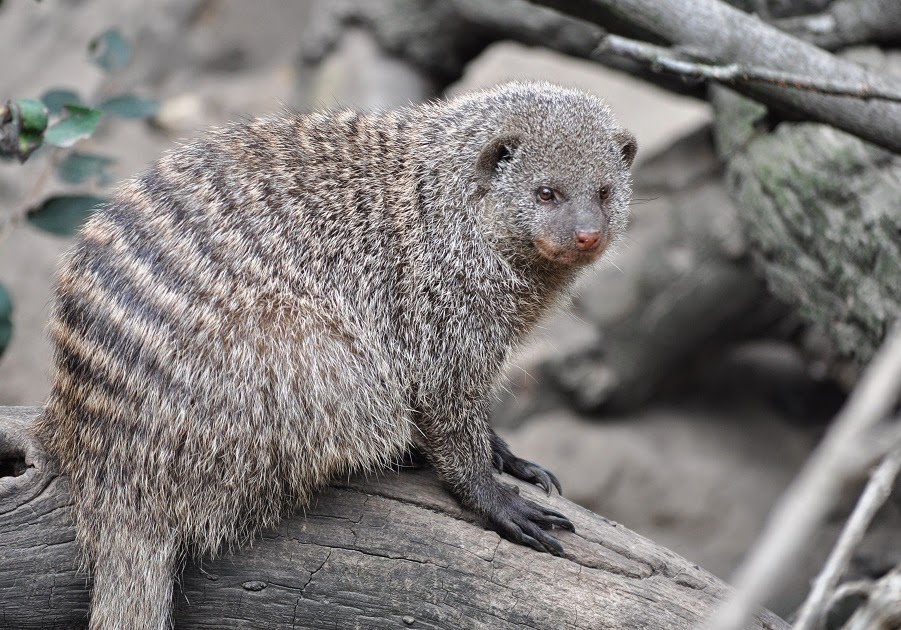ZOOTOGRAFIANDO (MI COLECCIÓN DE FOTOS DE ANIMALES) MANGOSTA RAYADA / BANDED MONGOOSE (Mungos mungo)
