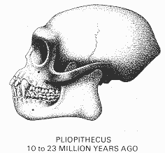 craneo de Pliopithecus