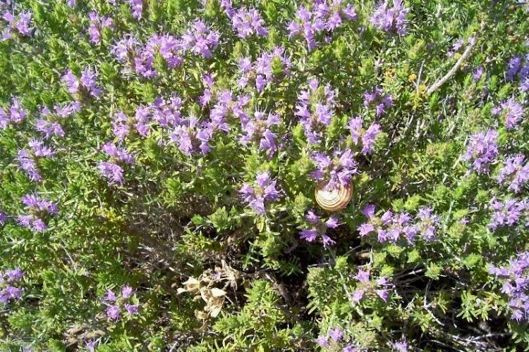 Valley Herbs Definition of thyme and benefits