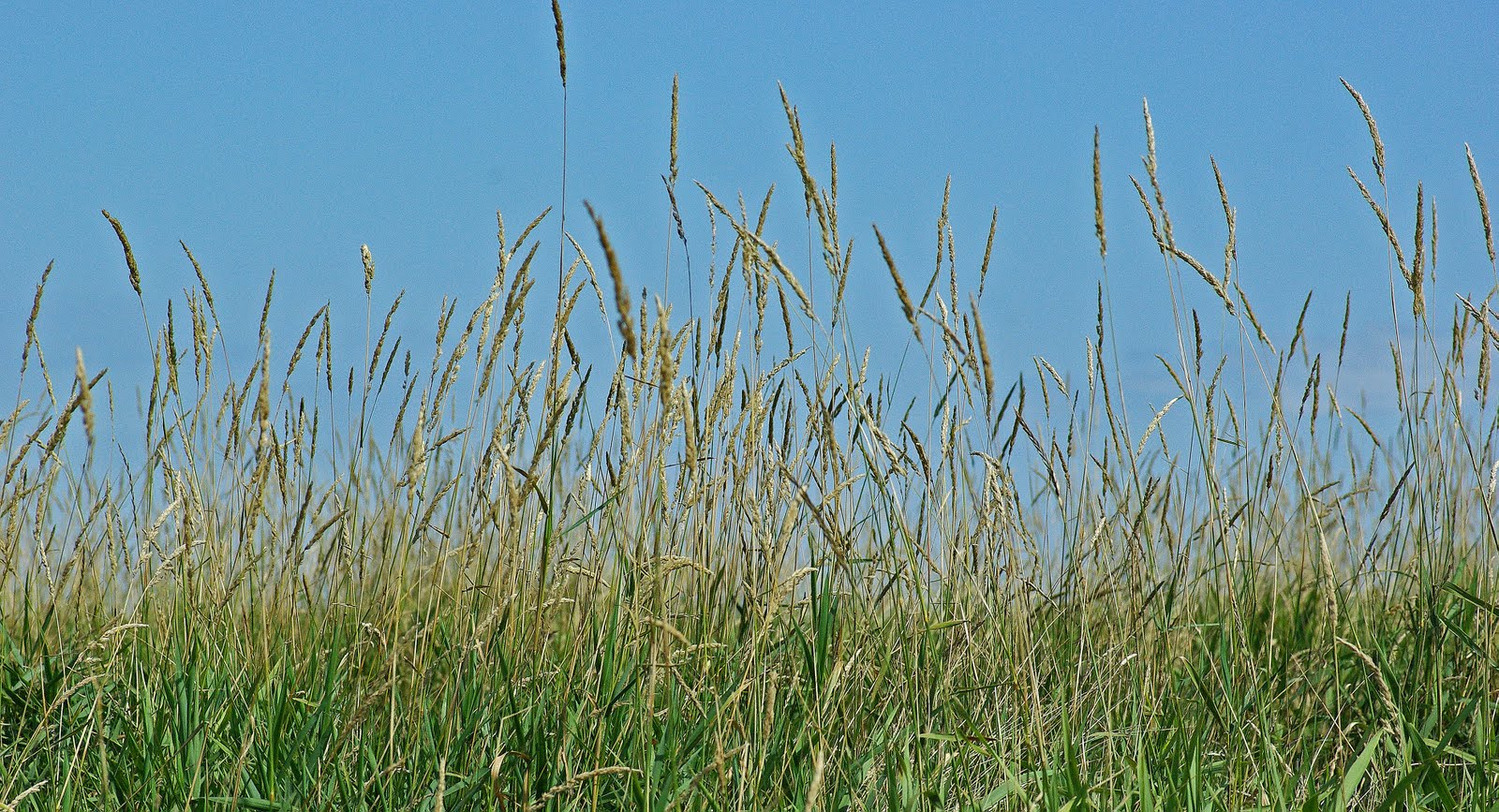 Grass And Pond