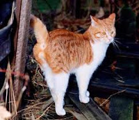 COME FAR SPARIRE L'ODORE DI URINA DI CANI E GATTI IN CASA