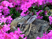 Bunny Rabbit? rabbit web