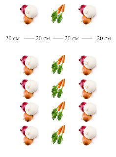 схема посева моркови и лука