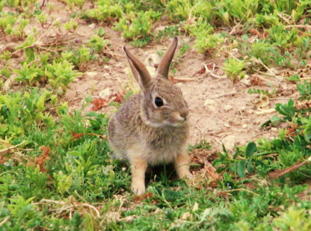 Animal You: Cottontail Rabbit