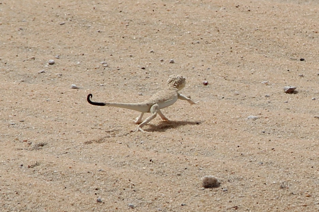 Saudi Scenes: Desert Lizard
