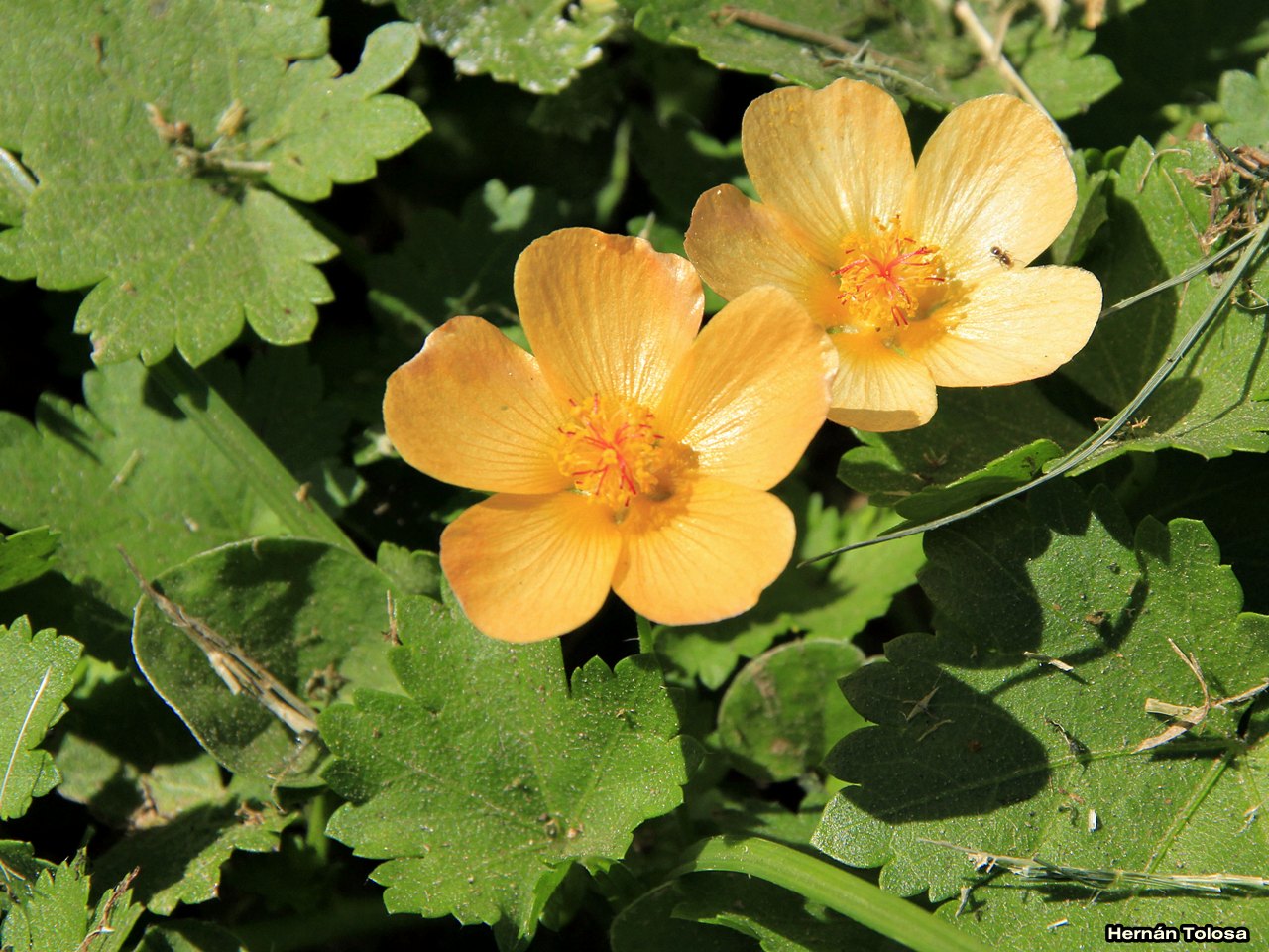 Flora Bonaerense: Malva del campo (Modiolastrum malvifolium)