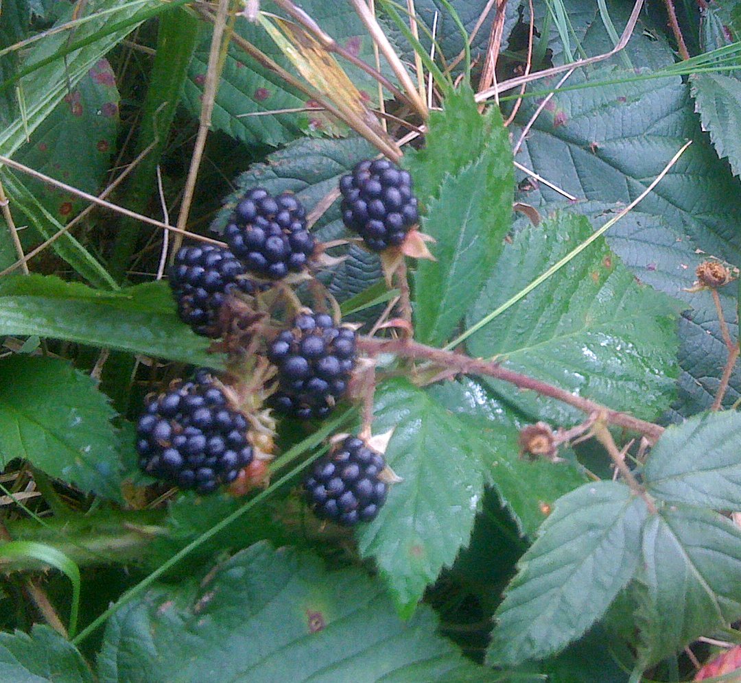 Irish Food Guide Blog Zack Gallagher Irish Food Blogger Food and