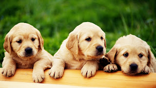 Cute Funny Puppies Looking Around HD Wallpaper