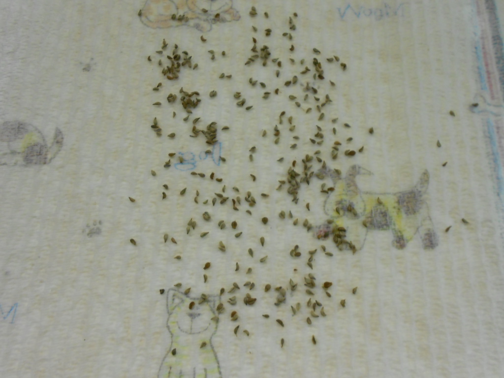 From Seed To Scrumptious Paper Towel Seed Germination