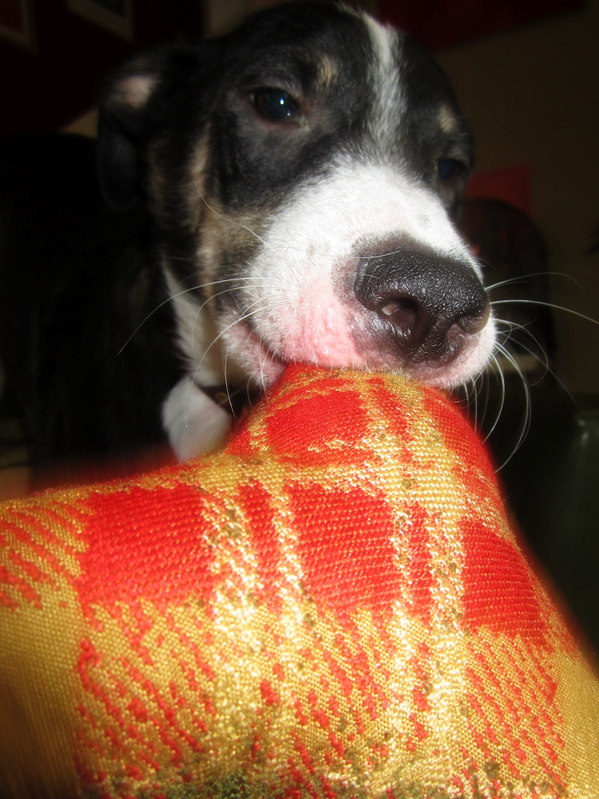 The Curious Pebble Project Hand Made Dog Toys....