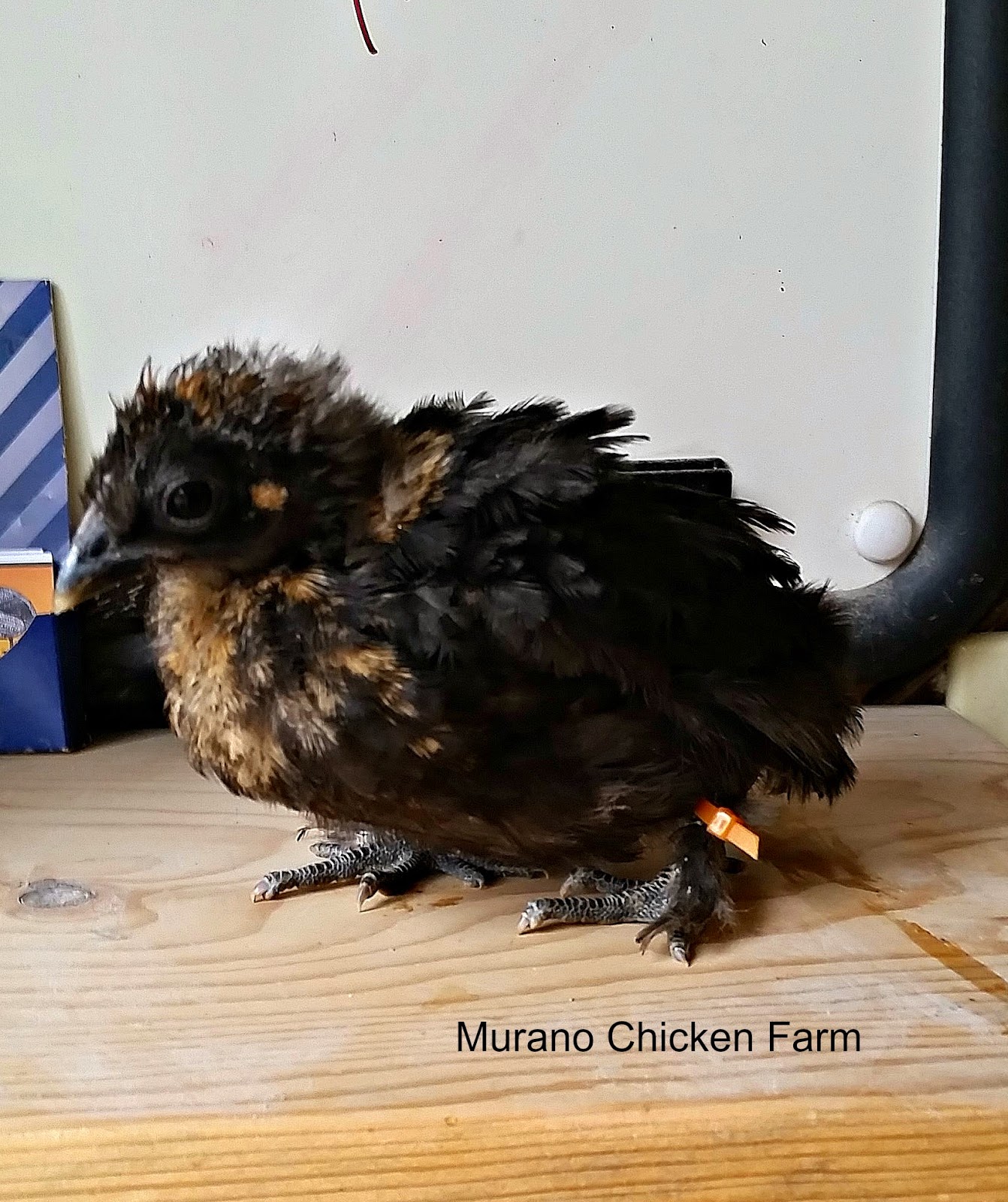 A warning about using zip ties to identify chicks. (GRAPHIC PHOTOS