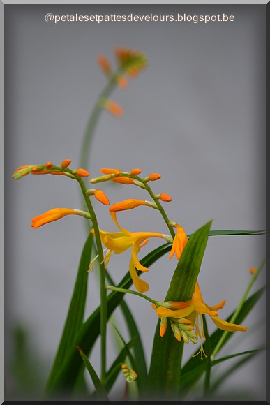 Un Jardin Sinon Rien L Oranger Du Mexique Aztec Pearl Au Jardin