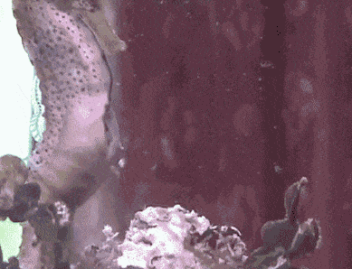 cool-gif-seahorse-giving-birth.gif