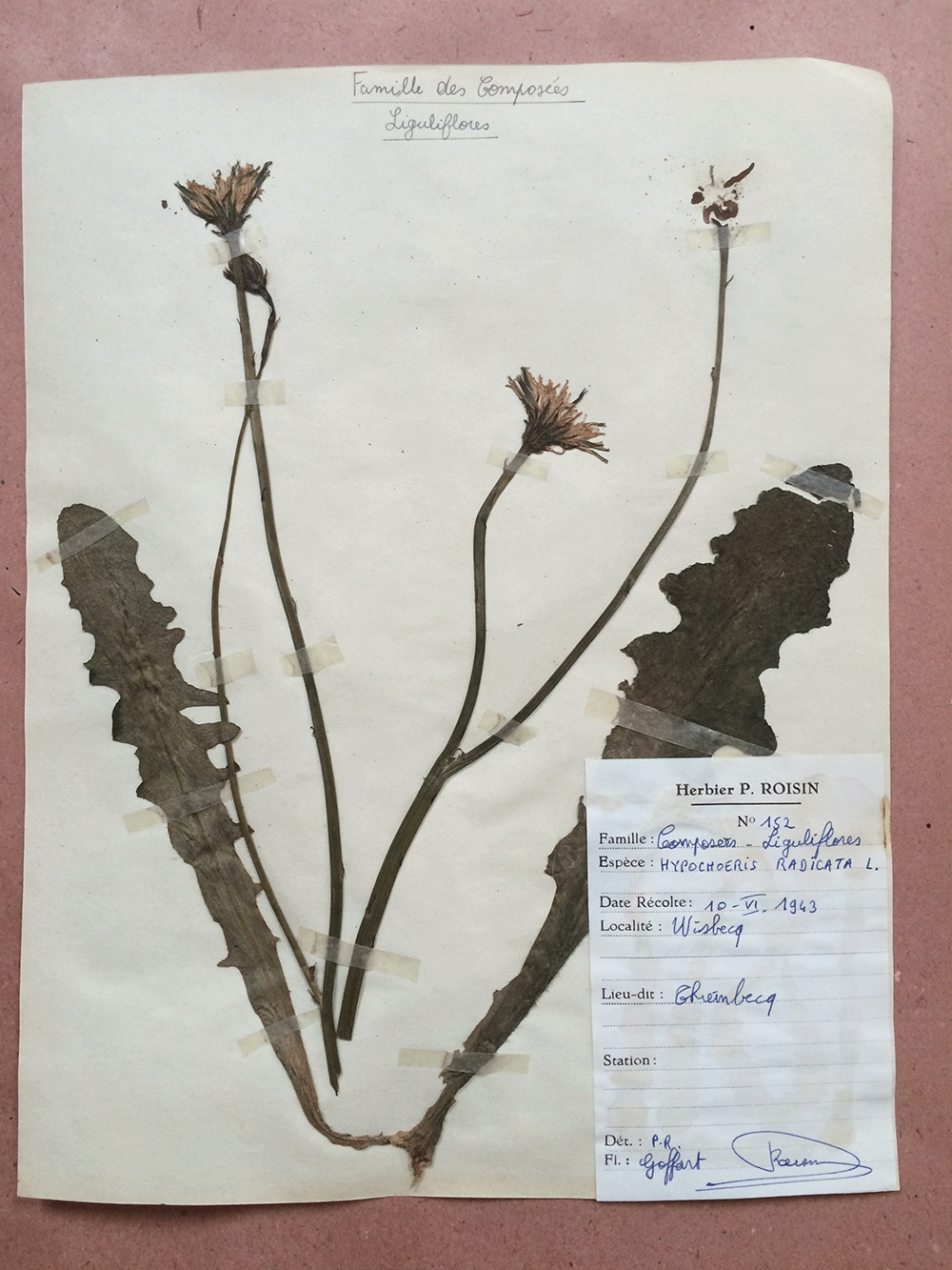 http://www.thepaperfleamarket.com/french-herbarium.html