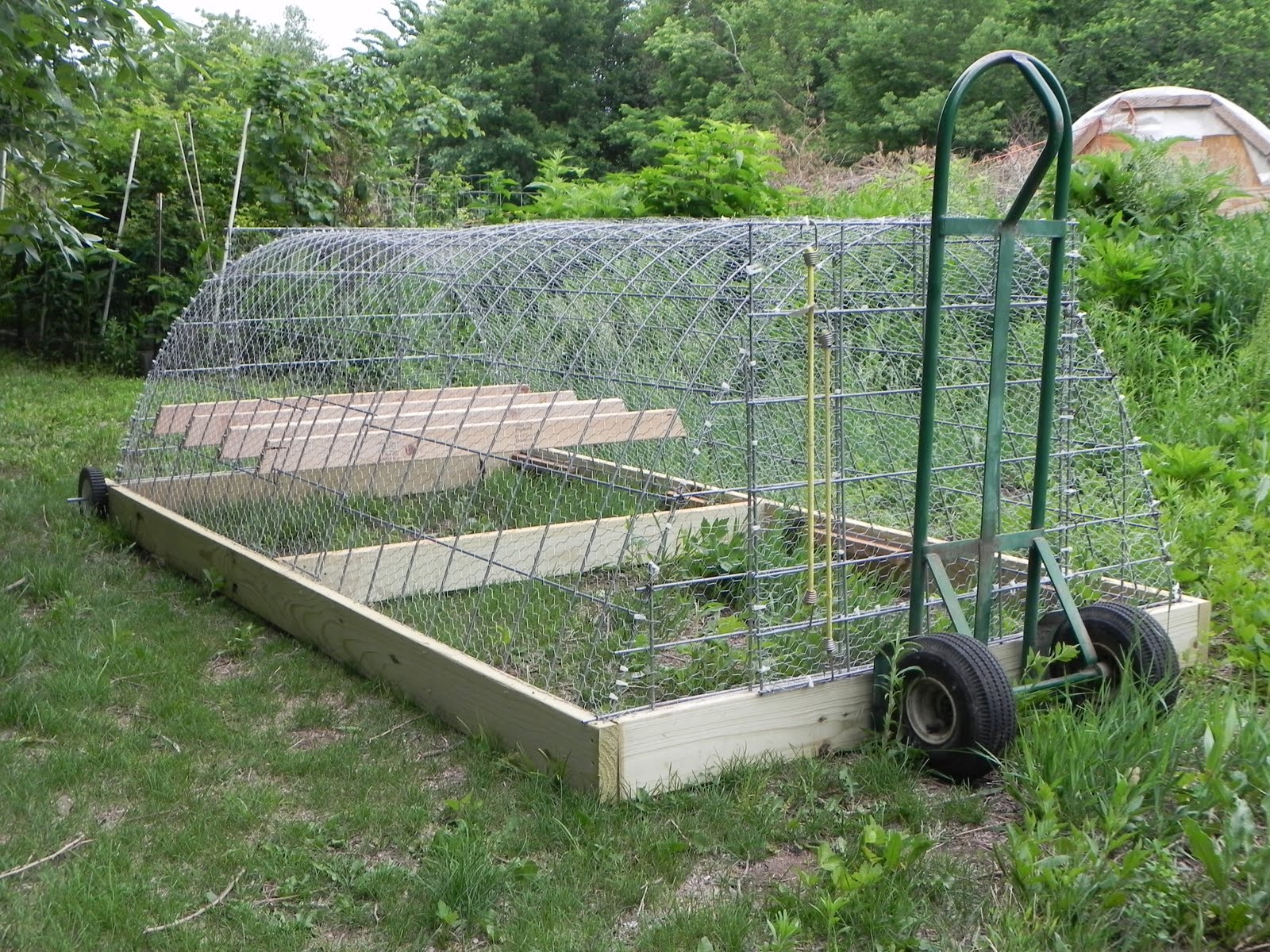 Curious Naturalist: The Chicken Tractor