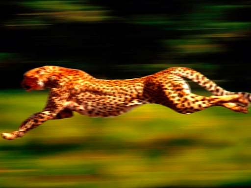 cheetah fast