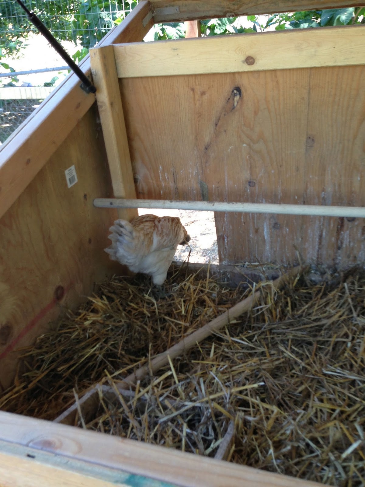 Thy Word New chicken pen/ poultry prison!