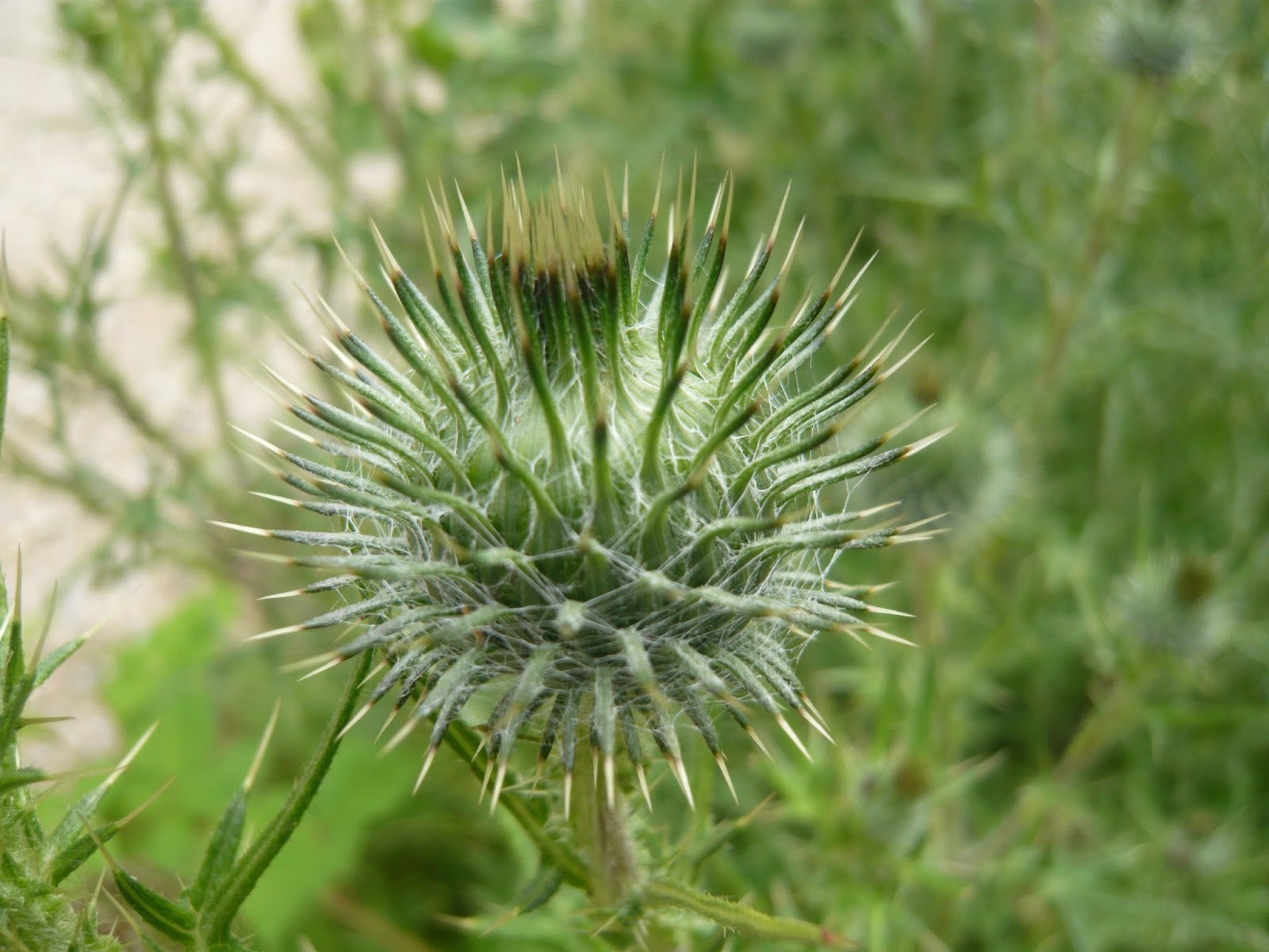 JARDINS DE SANTÉ CIRSE COMMUN