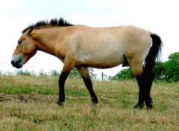 przewalski's horse