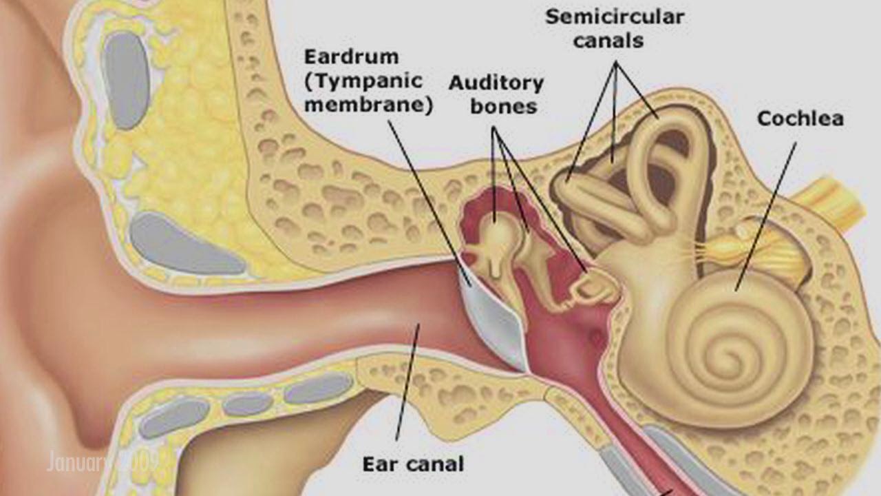 Researchers Create Scaffolds For Eardrum Replacement Minds of Malady