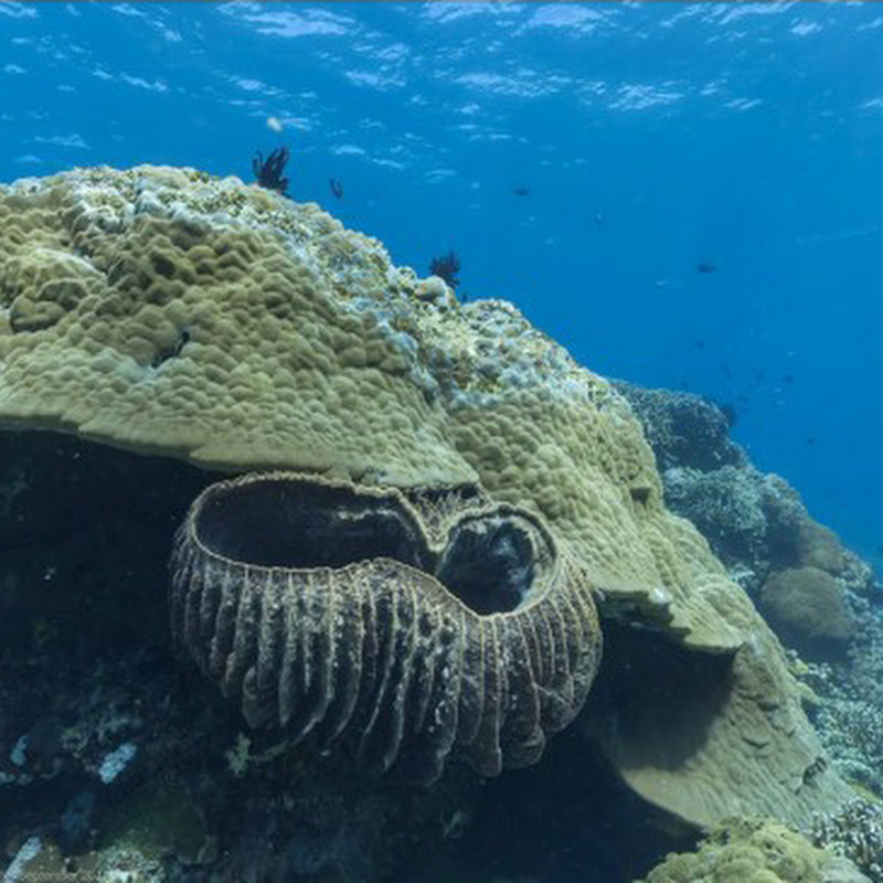 Google Maps got underwater view for you