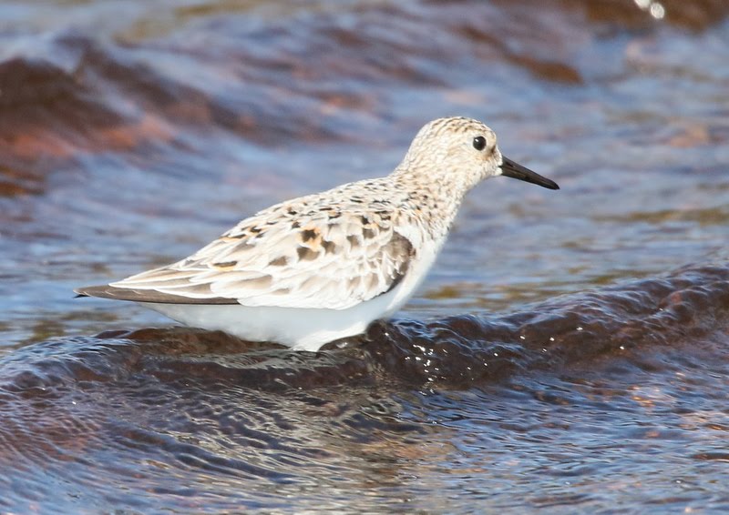 Fly Flatts   Sanderling