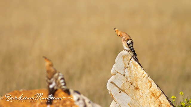  Hoopoe / Upupa epops