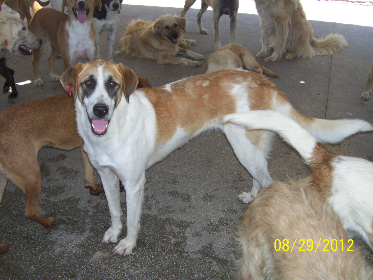 adana yuva arayan köpekler